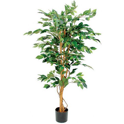 Figowiec Benjamina 150 cm – Vepabins