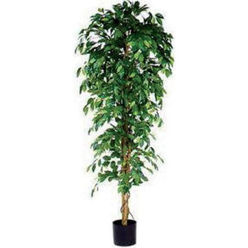 Figowiec Benjamina 210 cm – Vepabins