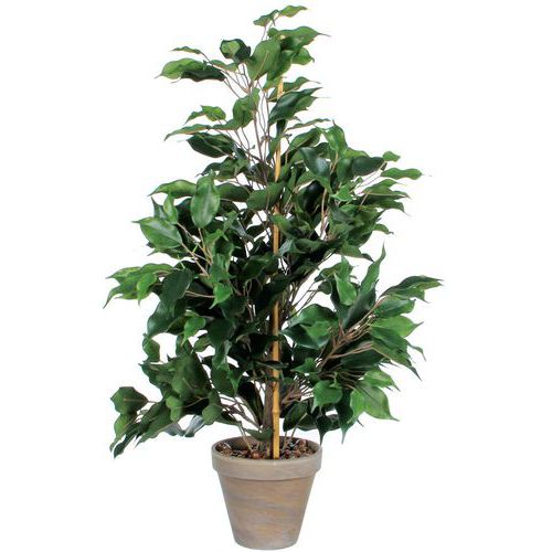 Figowiec Exotica 65 cm – Vepabins