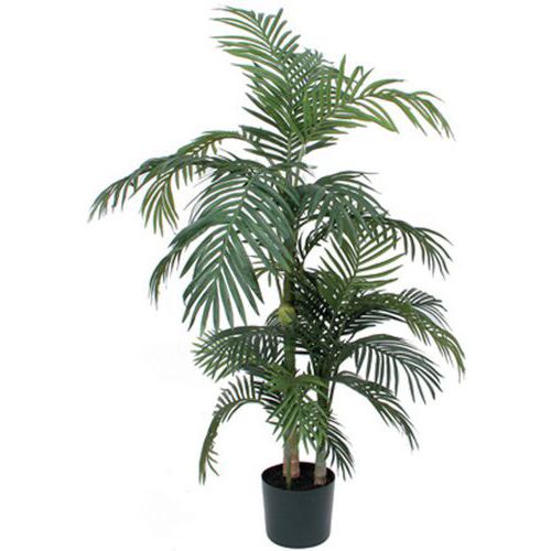 Palma Areka Areca Golden Cane 150 – 190 cm – Vepabins