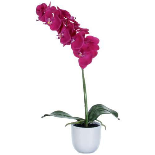 Storczyk Phalaenopsis 60 cm – Vepabins